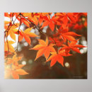 Search for red maple leaf art Nature