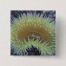 Search for windflower buttons Green