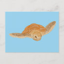 Search for transparent postcards Ocean