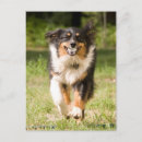Recherche de le berger australien cartes postales Animal