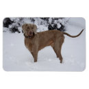 Recherche de weimaraner magnete Pour tous
