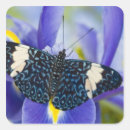Search for tropical butterfly stickers Exotic