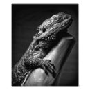 Recherche de de dragon photographie Animaux