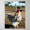 Search for chicken poultry posters Bird