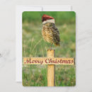 Search for owl christmas cards Wildlife