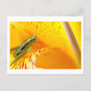 Recherche de oeil vert cartes postales Nature