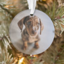 Search for doxie ornaments Canine