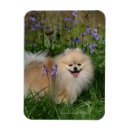 Search for pomeranian magnets Flowers