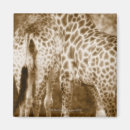 Recherche de sud africain magnets Faune