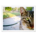 Search for cat wedding gifts Kitty