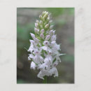 Search for wild orchid postcards Orchids