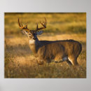 Search for odocoileus posters Wildlife