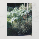 Recherche de artichoke cartes postales Plante