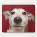 Recherche de noël terrier tapis souris Mignon