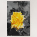 Search for rose colored photography Flower
