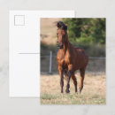 Recherche de cheval arabe cartes postales Baie