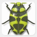 Search for black beetle stickers Nature
