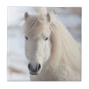 Recherche de poney de carreaux Poulain