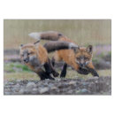 Search for cutest Fox