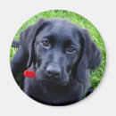 Search for black lab magnets Labrador