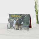 Search for mules cards Humour