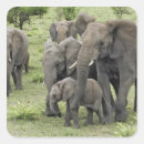 Search for african elephant stickers Loxodonta africana