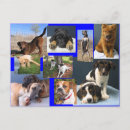 Recherche de refuge cartes postales Animal