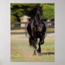 Recherche de friesian posters Friésien