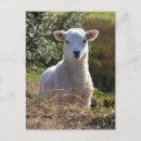 Search for lamb postcards Wildlife