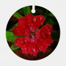 Recherche de photo de fleur ornements Nature