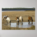 Search for assateague posters Ponies