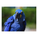 Recherche de perroquet bleu posters Faune