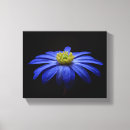 Search for daisy flowers canvas prints Gerbera