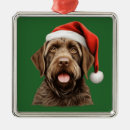 Search for wirehaired pointing griffon ornaments Animal