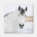 Recherche de tête de cheval magnets Animal