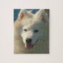 Search for samoyed puzzles Dog