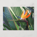 Recherche de fleurs exotiques cartes postales Orange