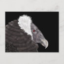 Recherche de andin cartes postales Condor