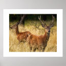 Recherche de cerf posters Nature