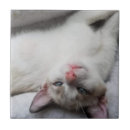 Recherche de chaton carreaux Amoureux des animaux