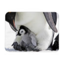 Recherche de empereur magnets Antarctique
