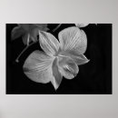 Recherche de orchidee posters Floral