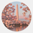 Search for washington monument stickers Cherry blossom