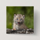 Recherche de lynx badges Faune