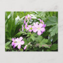 Recherche de géranium cartes postales Jardin