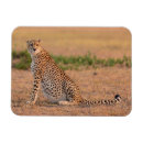 Recherche de chat sauvage magnets Animaux sauvages