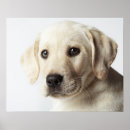 Search for labrador retriever posters Animal