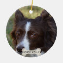 Search for brown border collie Pet