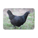 Search for pullets Hen