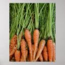 Recherche de de carottes posters Photographie